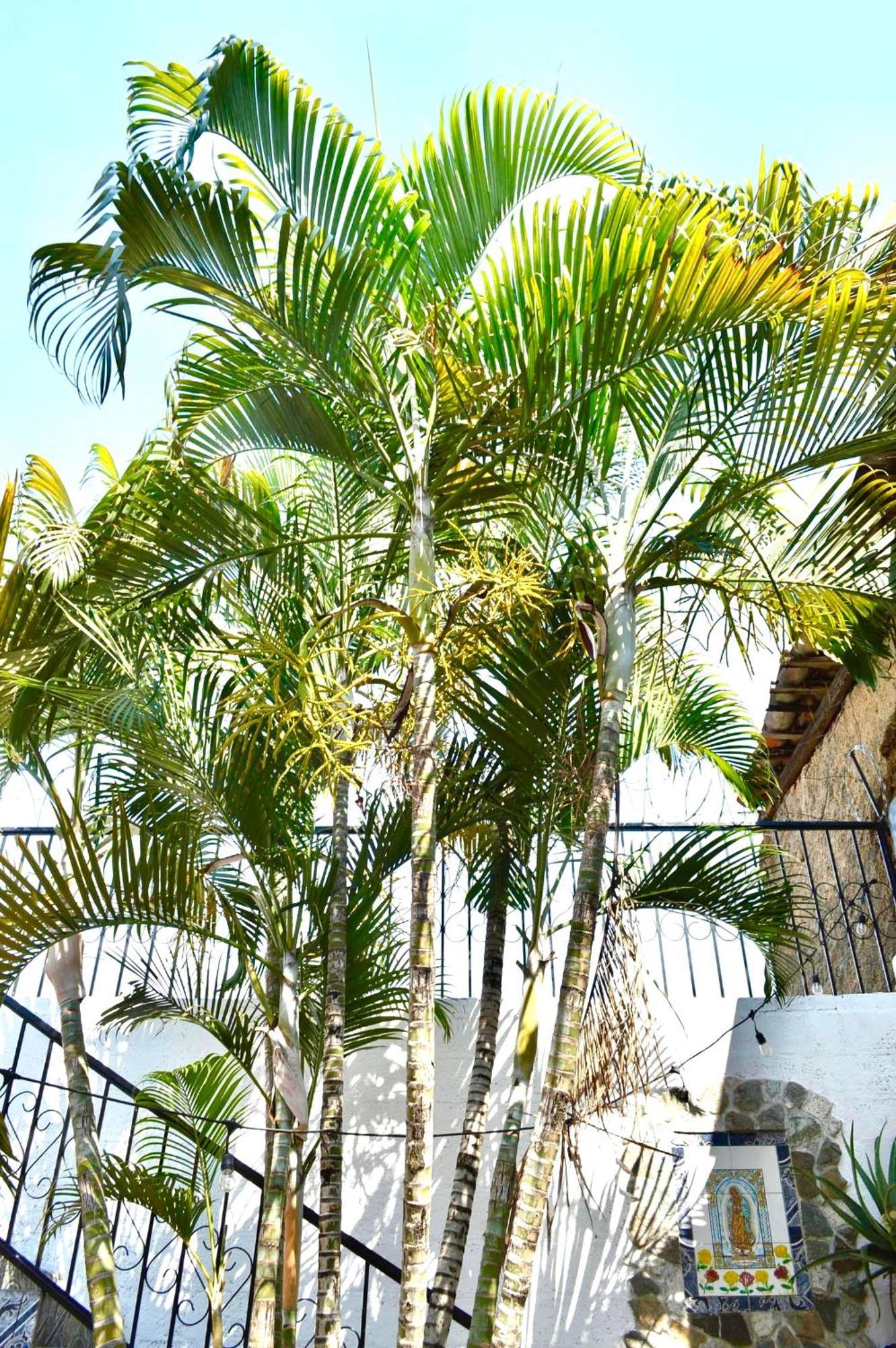 Casa Coco Hostel ซานตา อานา ภายนอก รูปภาพ