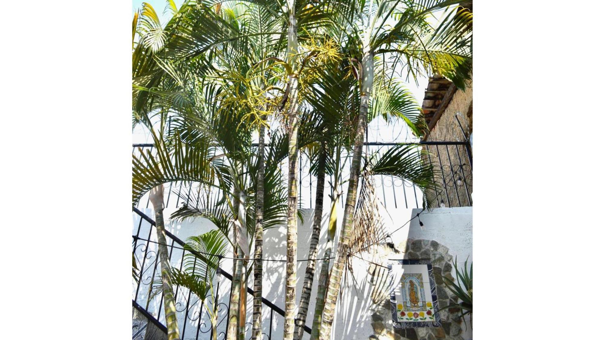 Casa Coco Hostel ซานตา อานา ภายนอก รูปภาพ